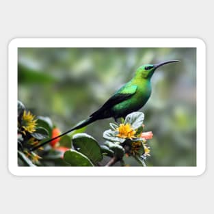 Malachite Sunbird, South Africa Sticker